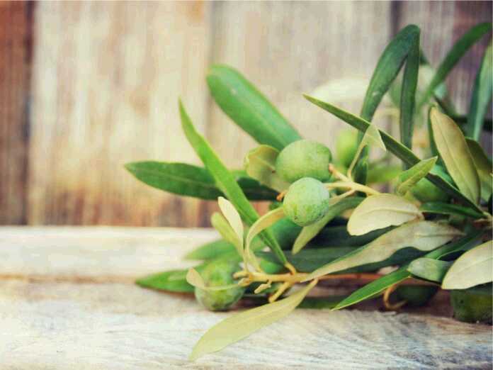 benefits of olive leaf extract