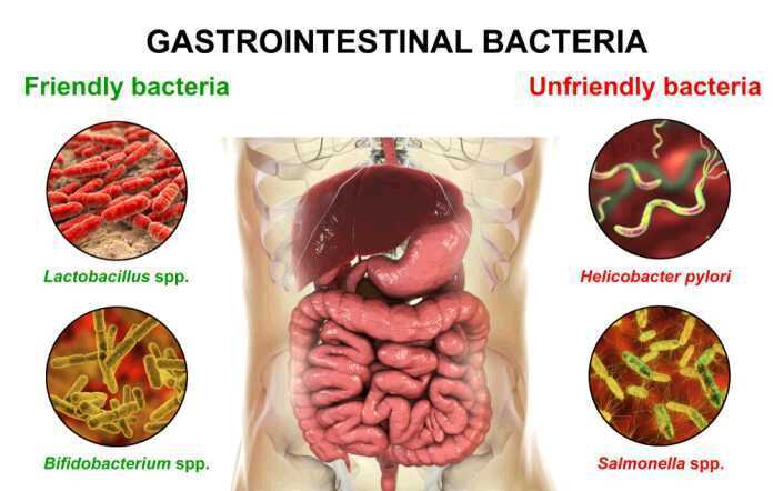 image of gut bacteria